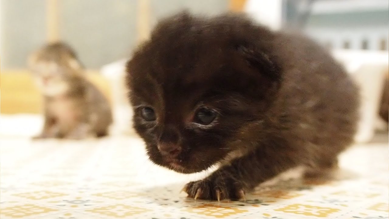 ヨチヨチ歩きの赤ちゃん猫がご飯に気づいて猛ダッシュ【赤ちゃん猫】【保護子猫】
