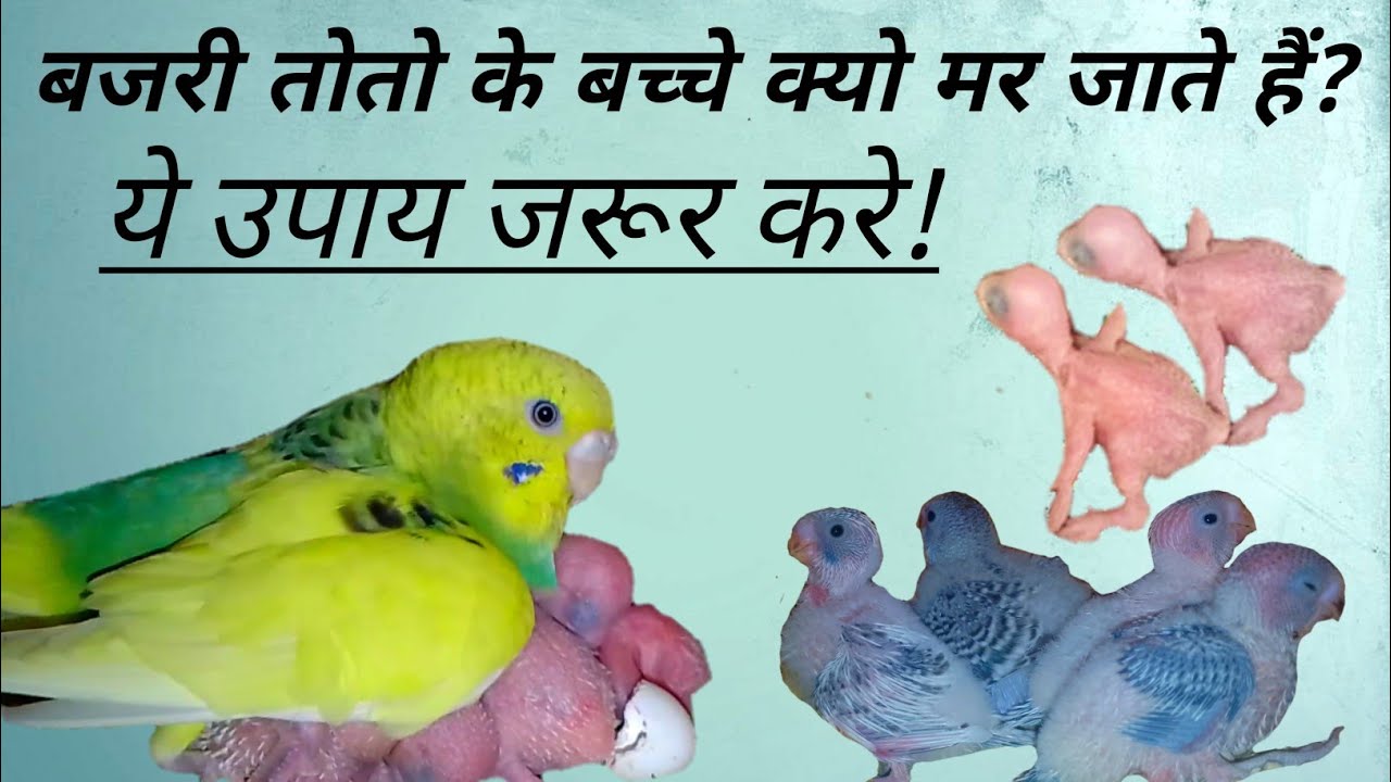 Why do Budgies and Parrot chicks die?