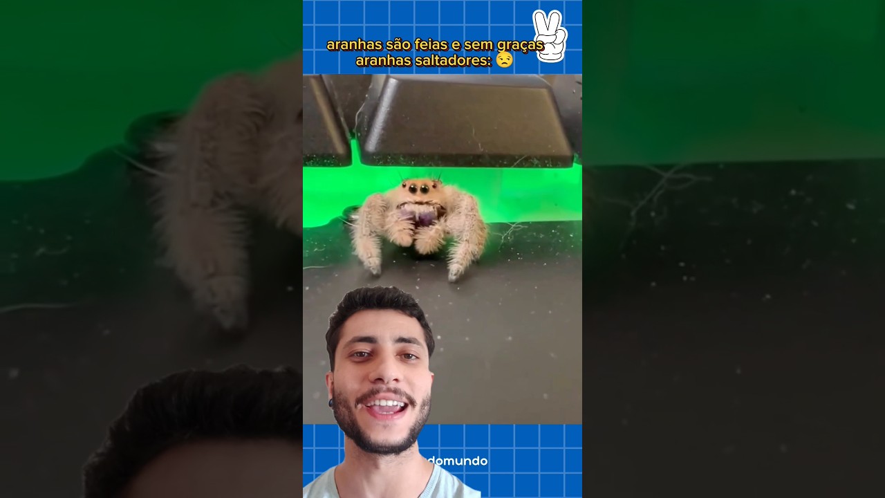 A Aranha Mais Fofa do Mundo🕷️🫢 