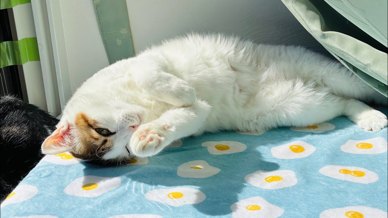 晴れの日と猫　#癒し動画 #cat #かしわねこ #はちわれ猫 #猫のいる暮らし 