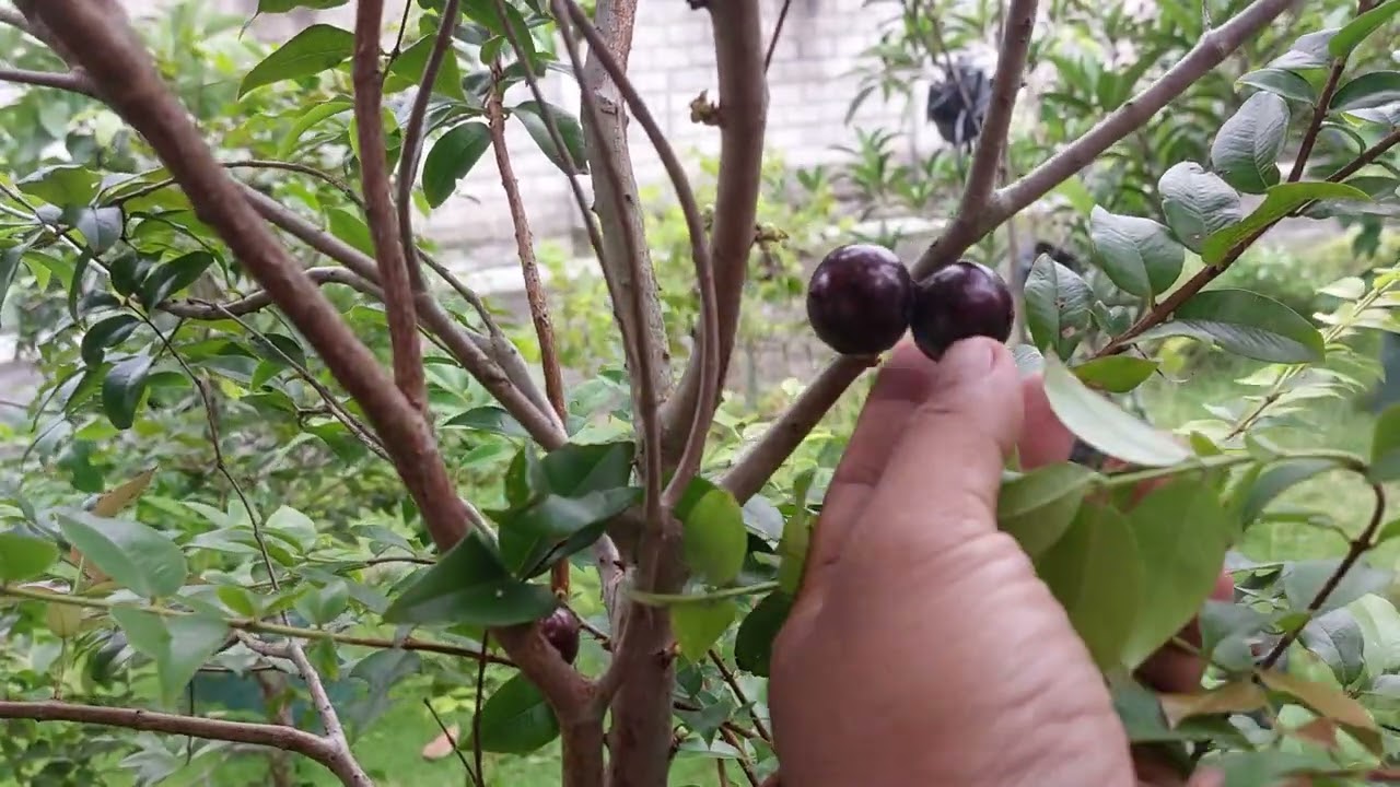 Bibit Anggur Brazil Berbuah