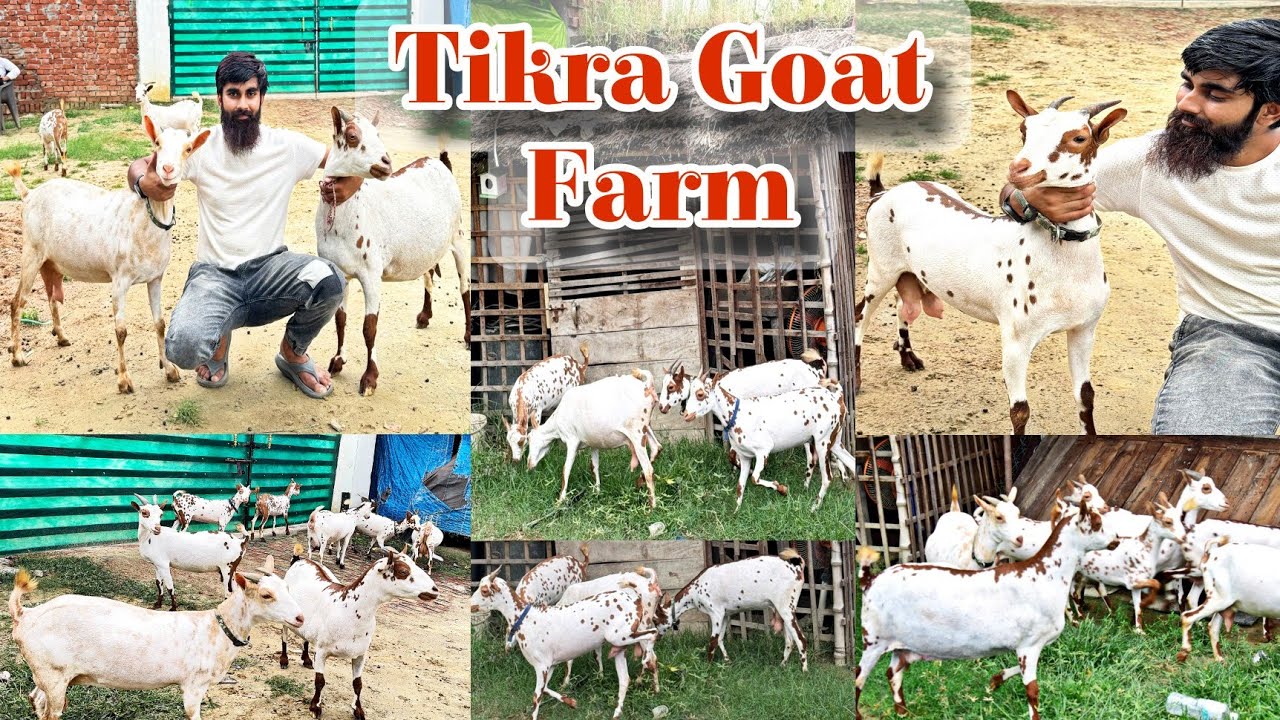 Beautiful Barbari Goats of UP | सबसे खूबसूरत बरबरी बकरियाँ | Tikra Goat Farm | Tikra Barabanki UP