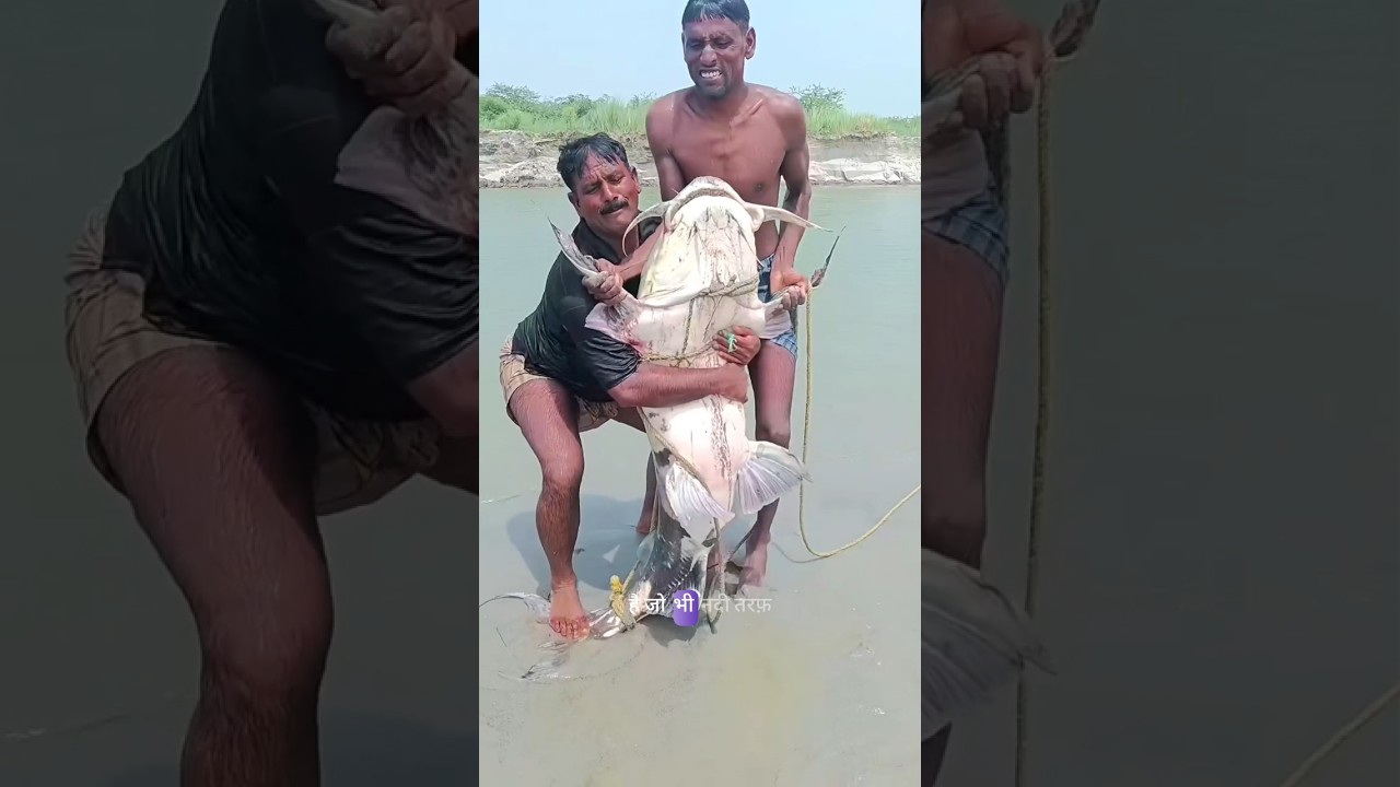 Nepal Flood Brings Giant Fish to Bihar! 😱🐟 #viral #shorts
