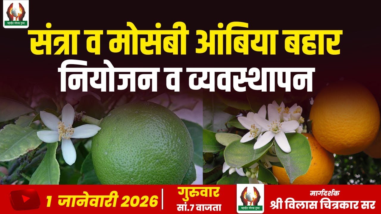 संत्रा व मोसंबी आंबिया बहार नियोजन व व्यवस्थापन