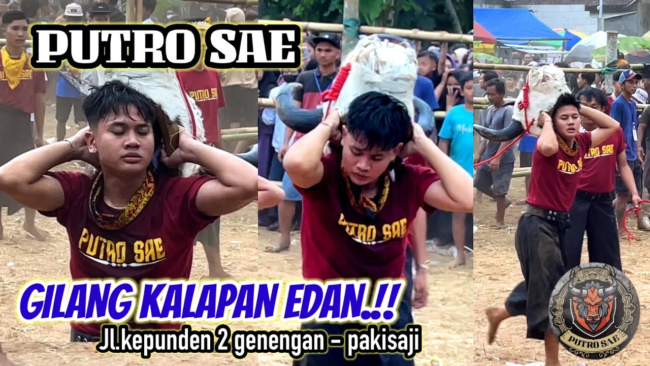 HEBOH.!! GILANG MODE KALAP EDAN || PUTRO SAE || live genengan pakisaji 08/06/2024 malang
