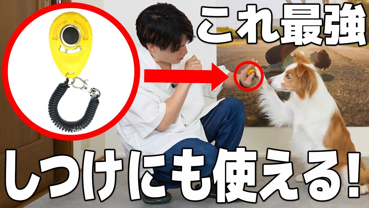 【犬 クリッカー】トリックトレーニングの神アイテム