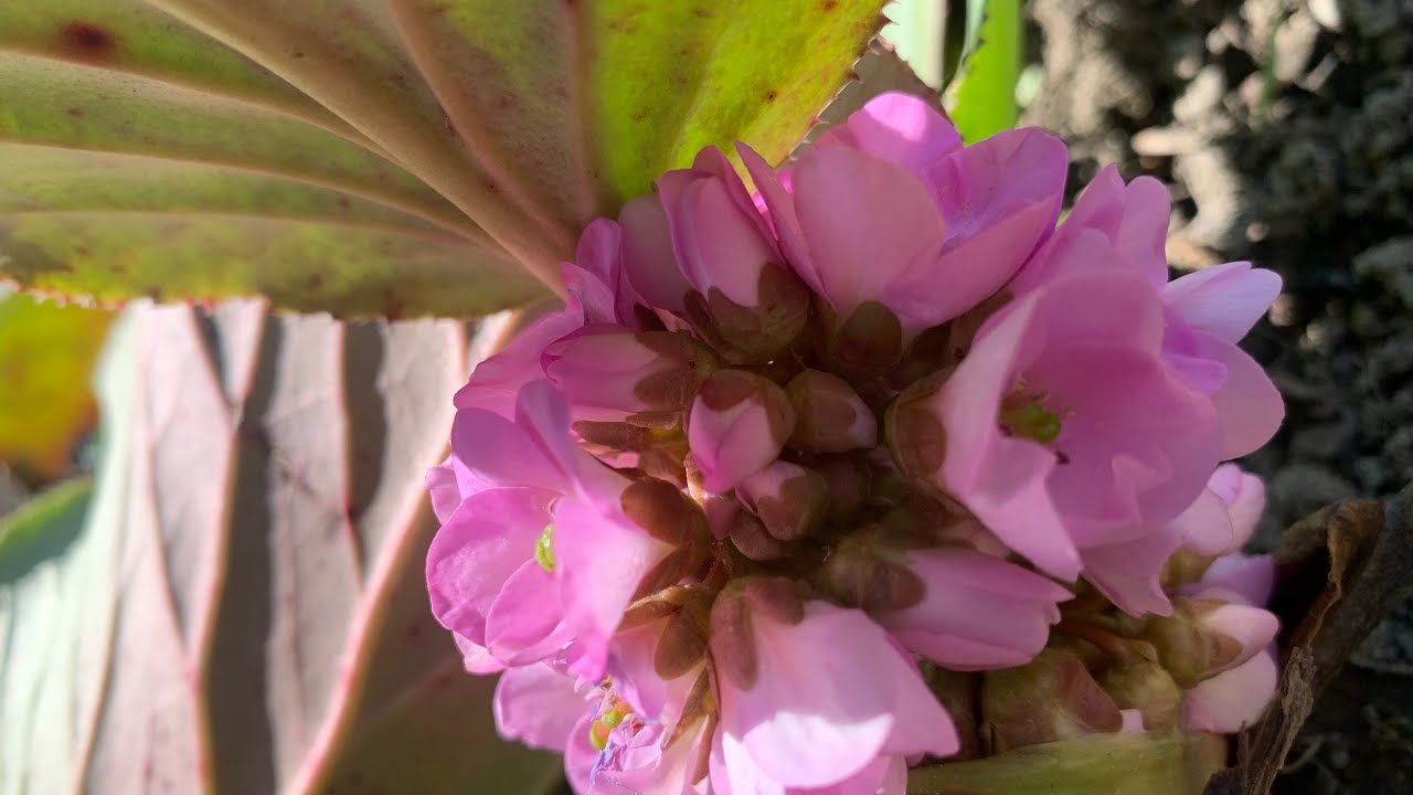 1. გაზაფხული ახლოვდება.პირველი ყვავილები❤️