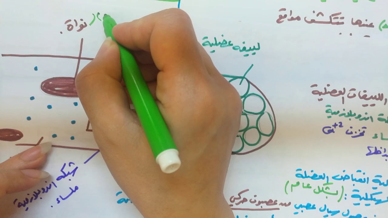 مراجعة2 آلية انقباض العضلات الهيكلية