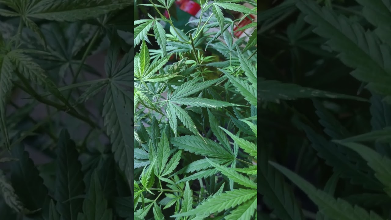 Neville's Haze By Mr Nice Seedbank and Research *Variegated