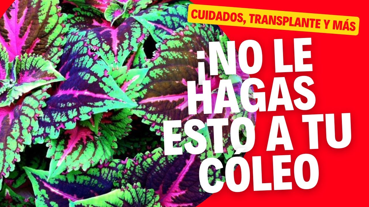 ⛔ TODO sobre el CÓLEO | Donde colocarlo, trasplantes, cuidados, abono...