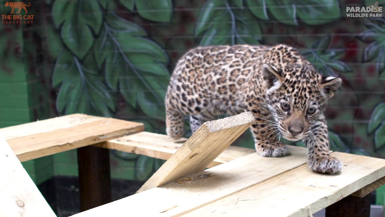 The Big Cat Sanctuary