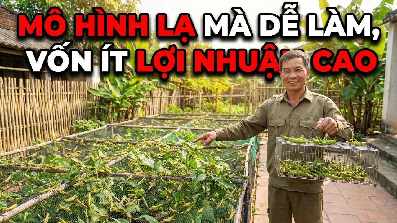 Ít Vốn Ở Quê Nên Nuôi Gì? Mô Hình Nuôi Châu Chấu Thực Tế