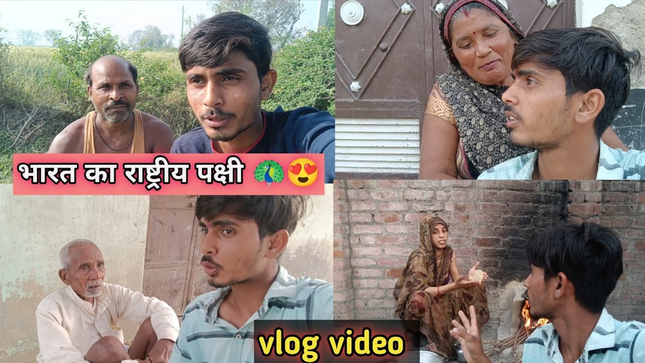 हमारे देश भारत का राष्ट्र पक्षी देखो 🦚😍 ॥ Bharat ke rashtriy pakshi se sambandhit blog 👀 ॥ भारत 🦚 