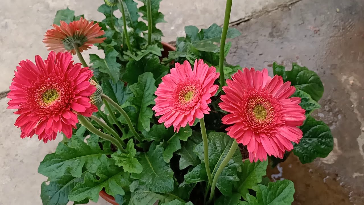 Cách trồng và chăm sóc hoa đồng tiền cho hoa đẹp 4 mùa ( How to gow gerberas for beautiful flowers )