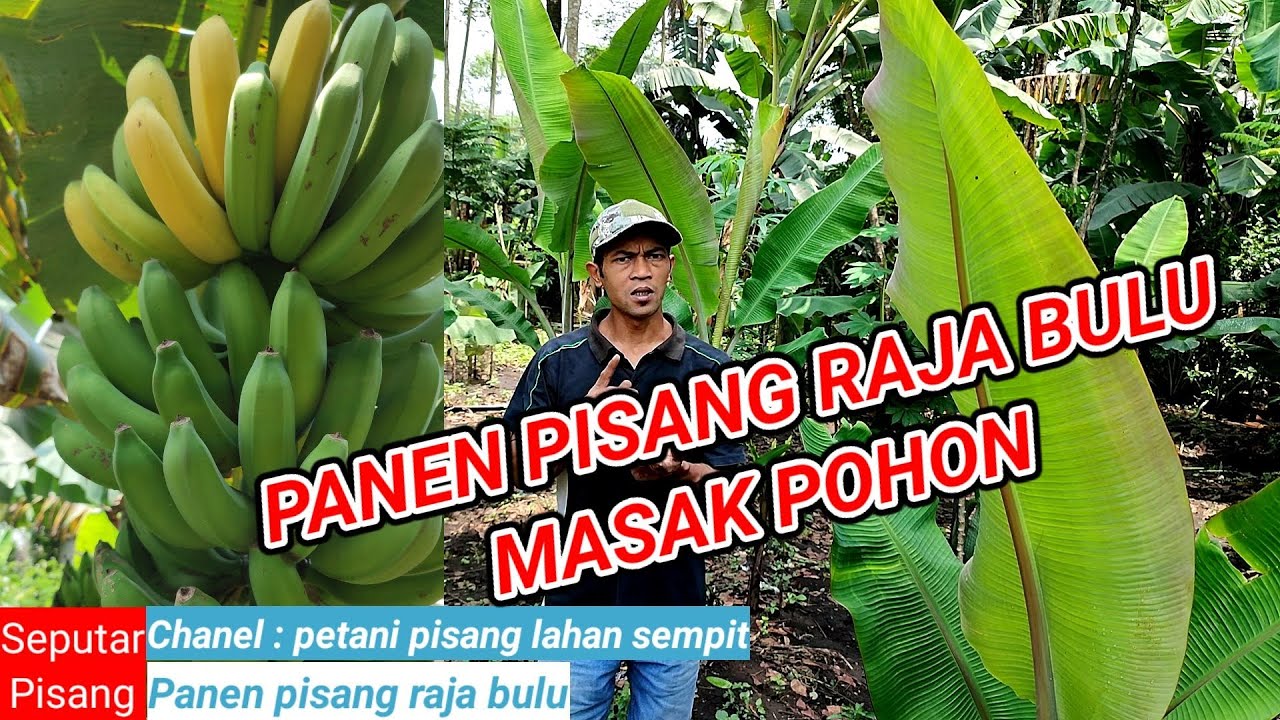 PANEN PISANG RAJA BULU, AMBON DAN BARLIN ( TERGOLONG PISANG UNGGUL)