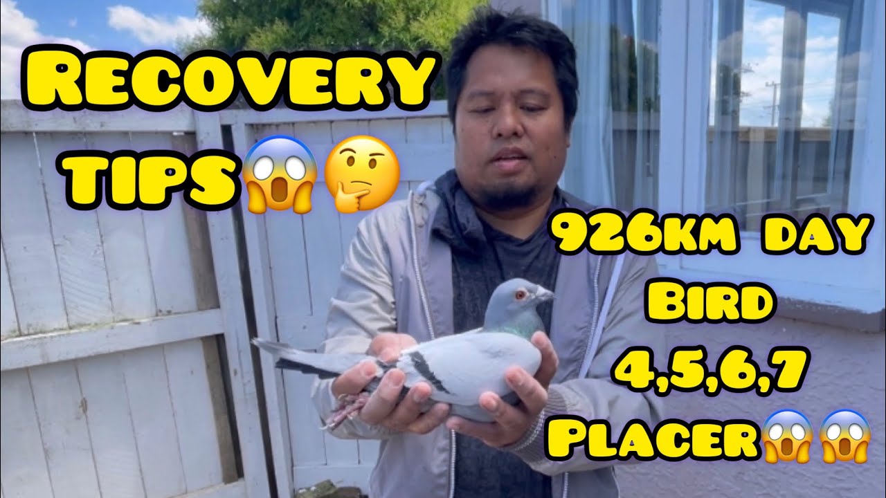 HOW TO RECOVER THE PIGEON AFTER THE RACE?!🤔🤔 GANDA NA NAMAN NG CONDITION NG IBON NI BRAINS LOFT😱