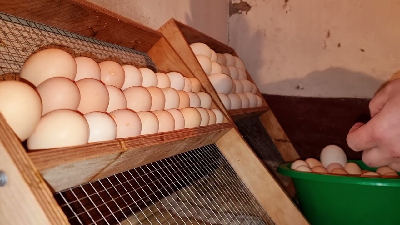 первая общая инкубация  разных видов птицы в этом году!