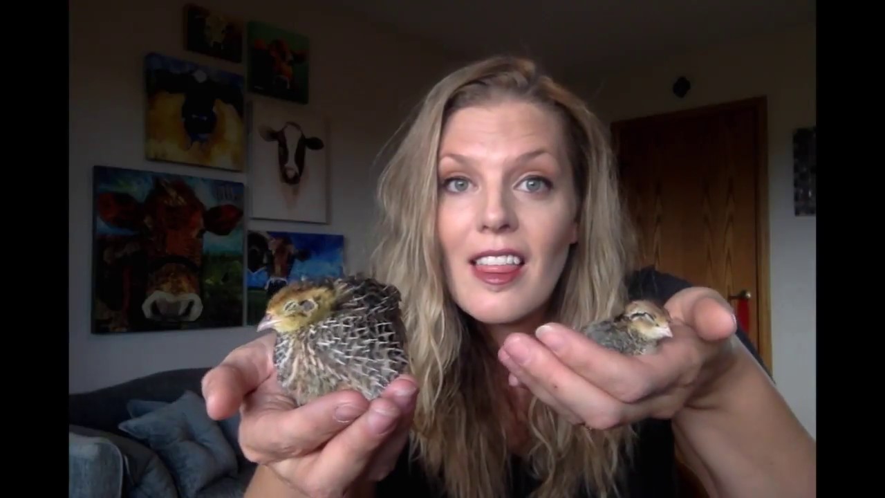 Coturnix v bobwhite quail - which should you get?