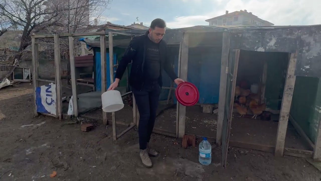 TAVUKLAR BAYRAM ETTİİİ !! #tavukbakımı #chicken #tavuk