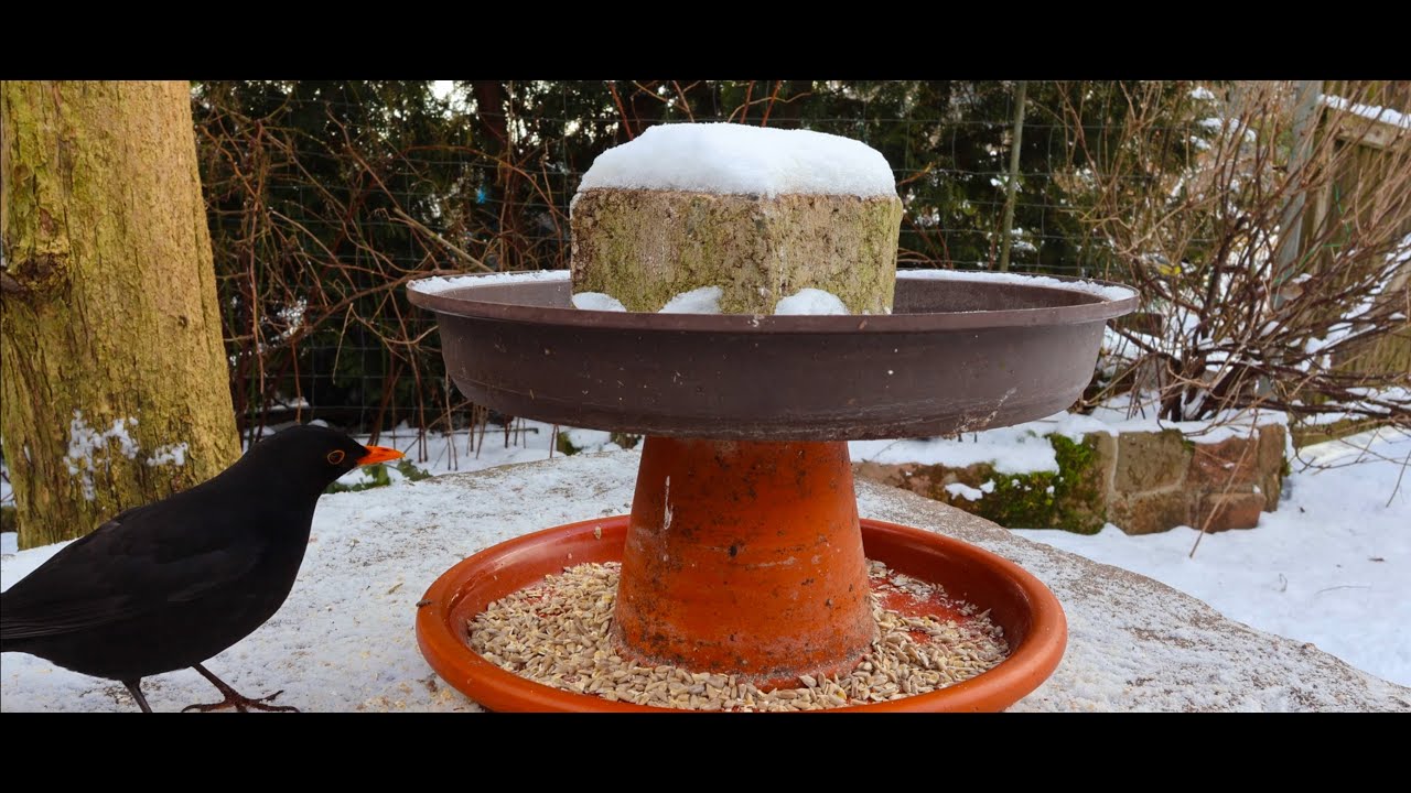 Vögel im Winter Naturgeräusche zum entspannen/Birds in Winter Nature sound for relaxation