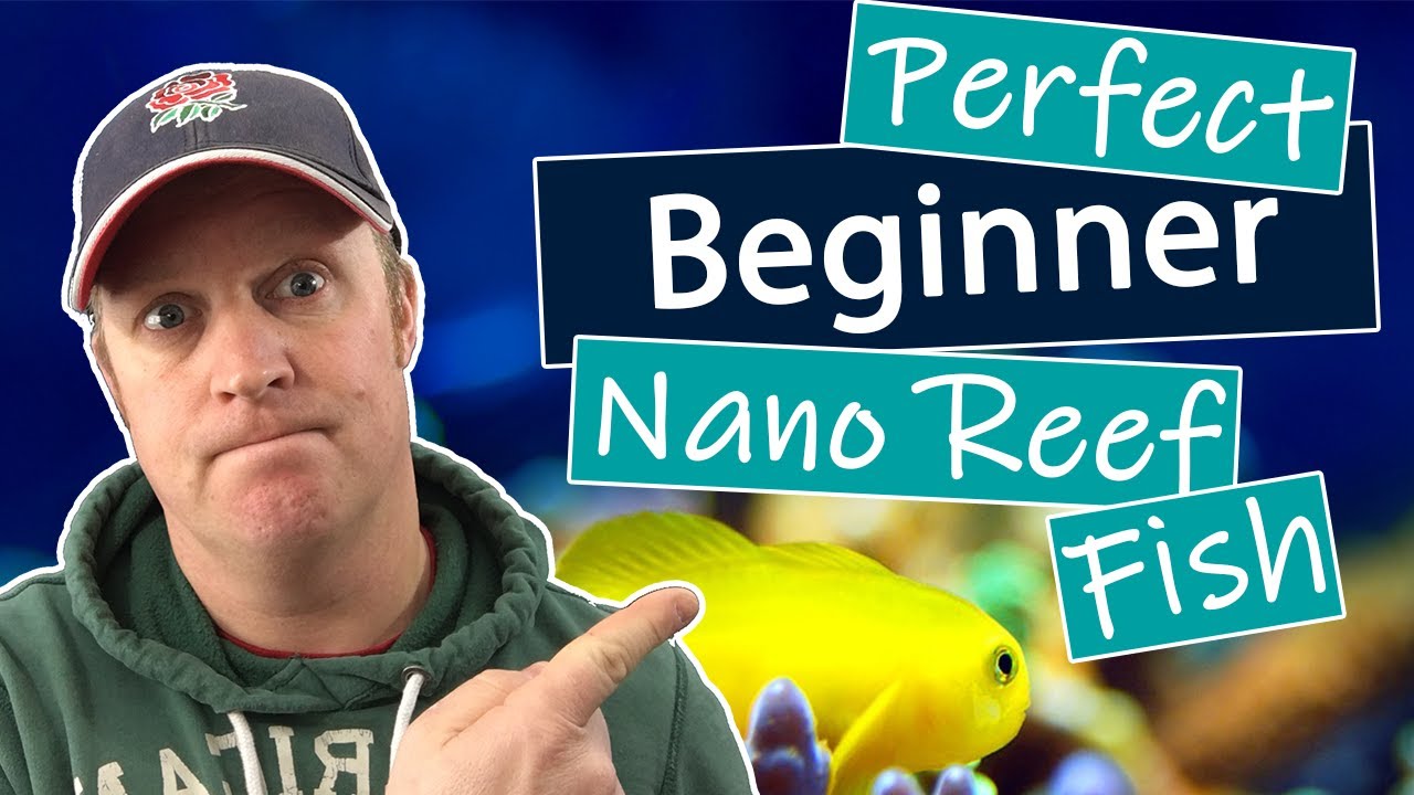 Best Nano Reef Fish For Beginners