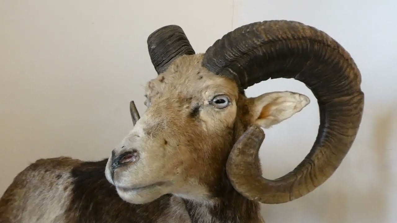 Le Musée des Yeux Fixes, pas pour les âmes sensibles ....