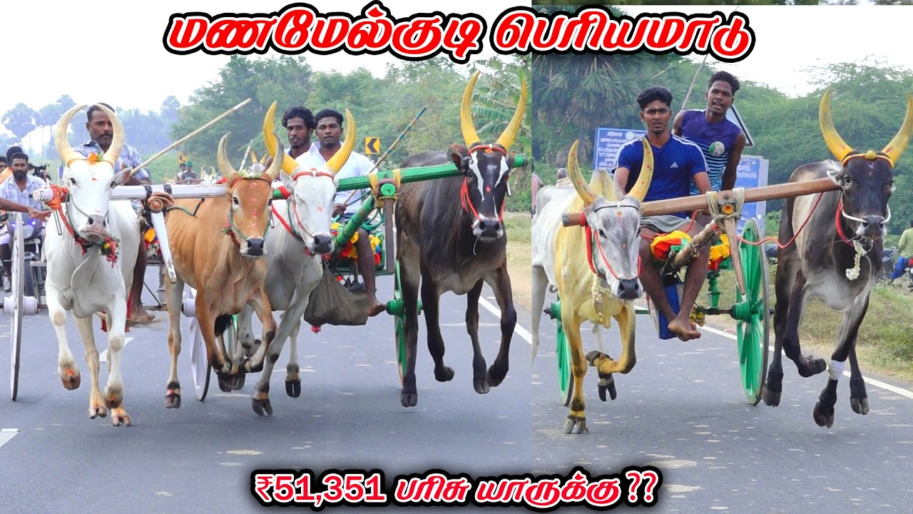 6மணமேல்குடி-பெரியமாடு-பந்தயம்_21.02.2026_V_Photography