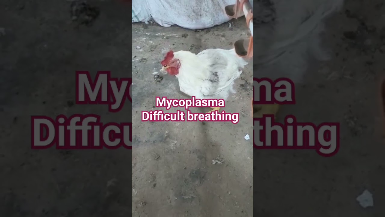 Difficult breathing in Male chicken