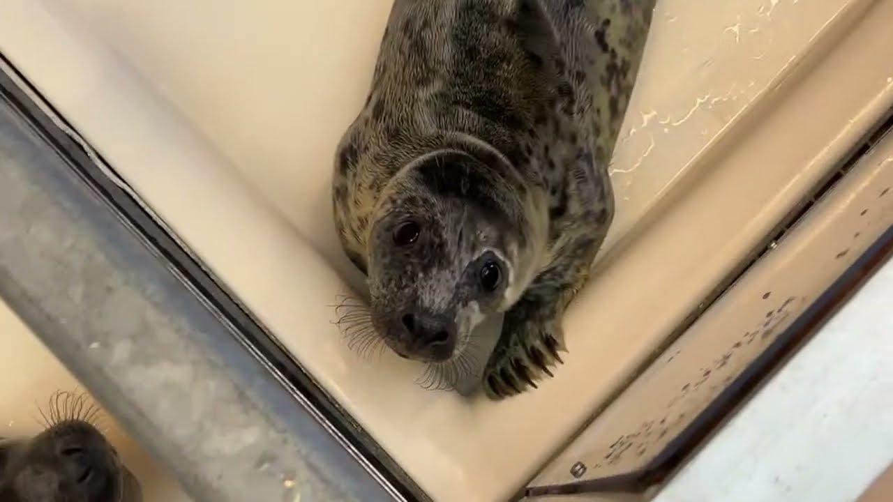 Feeding grey seal pups in Vliehors 🦭
