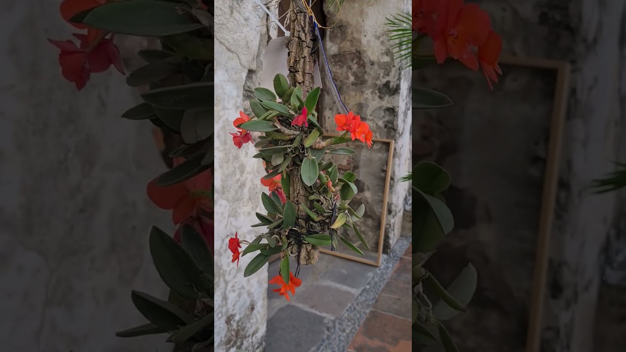 Sophronitis Coccinea