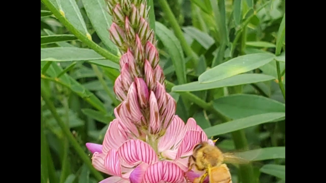 Southwest Montana Sainfoin