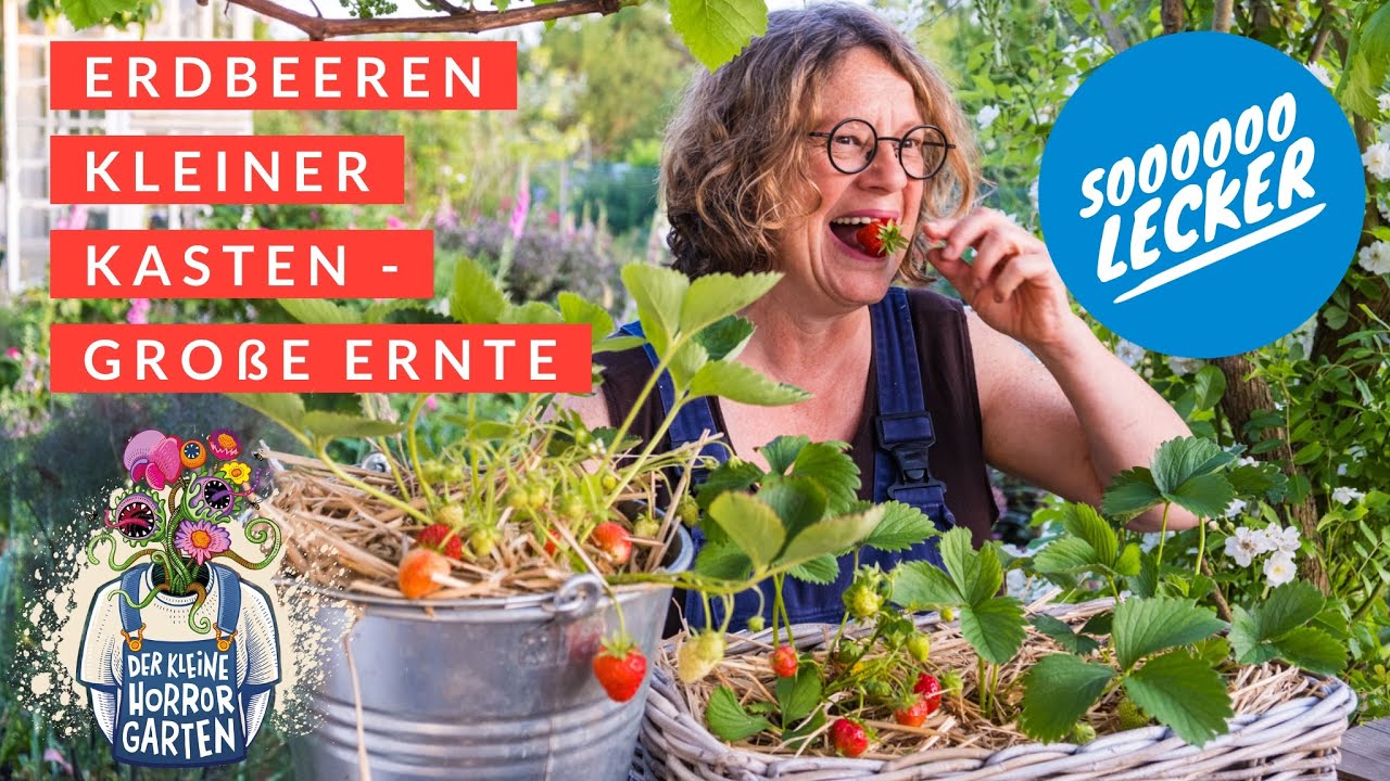 Erdbeeren auf dem Balkon anbauen - Tipps und Sortenempfehlungen I der kleine Horrorgarten