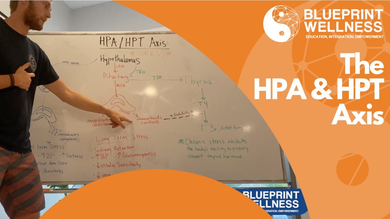 The Human Stress Response (HPA & HPT axis explained)