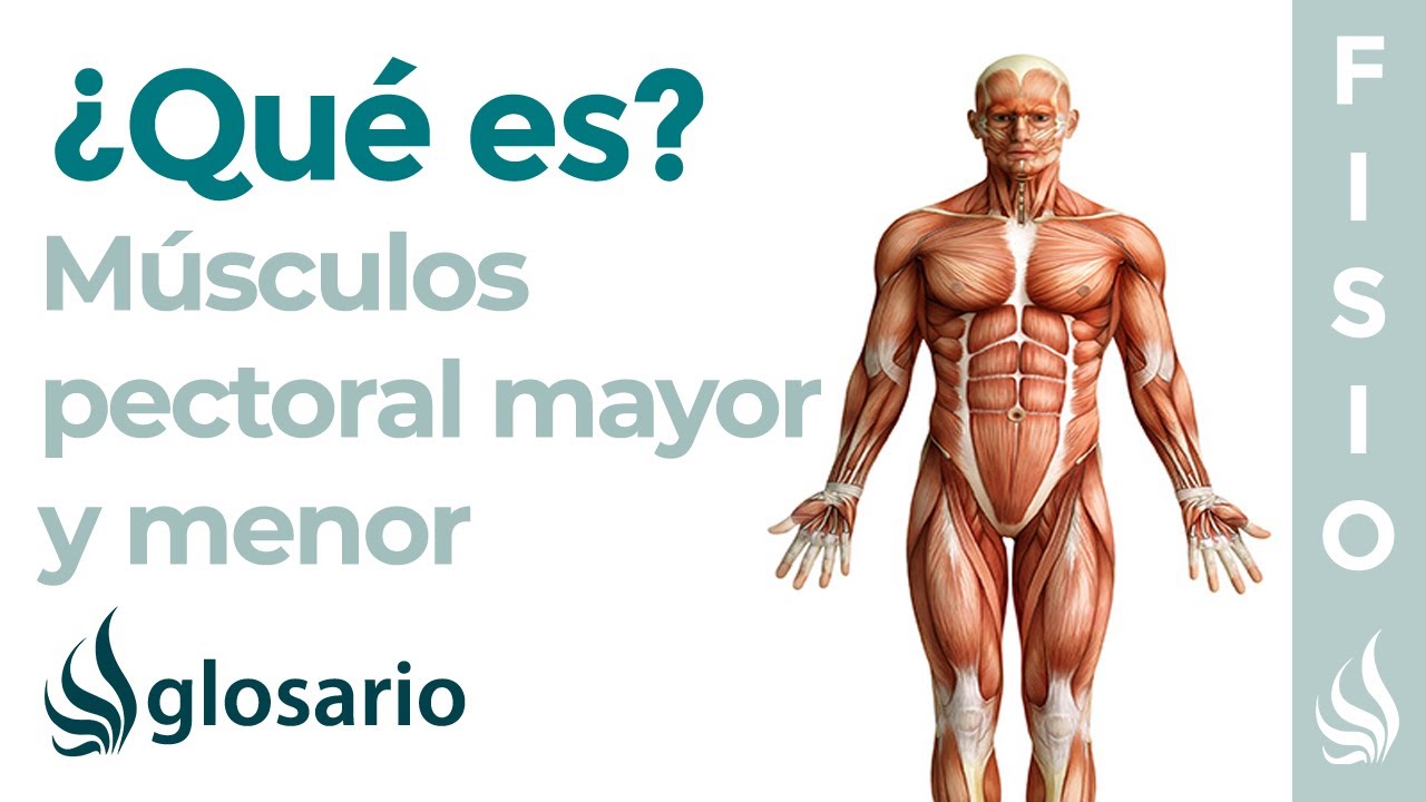 M&uacute;sculos PECTORAL MAYOR y MENOR | Qu&eacute; es, ejercicios, origen, inserci&oacute;n y funci&oacute;n