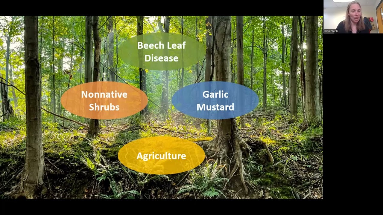 Zoom into Nature: Working the Woods