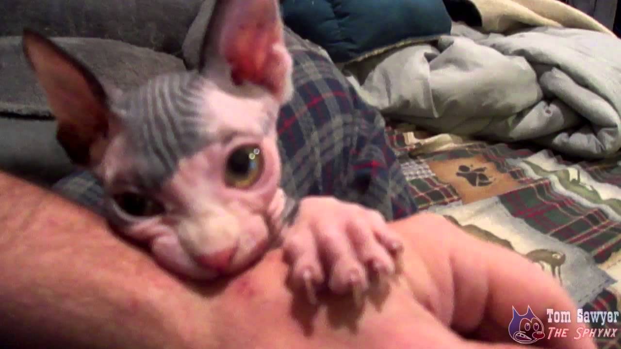 Sphynx Tom Sawyer - Ep 31 - Typical Behavior