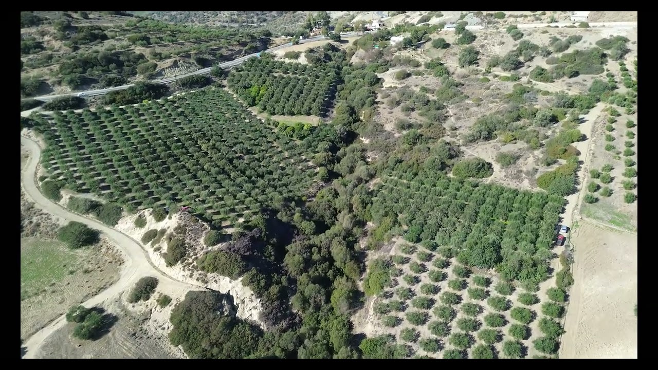 Drone olive trees harvesting country side island
