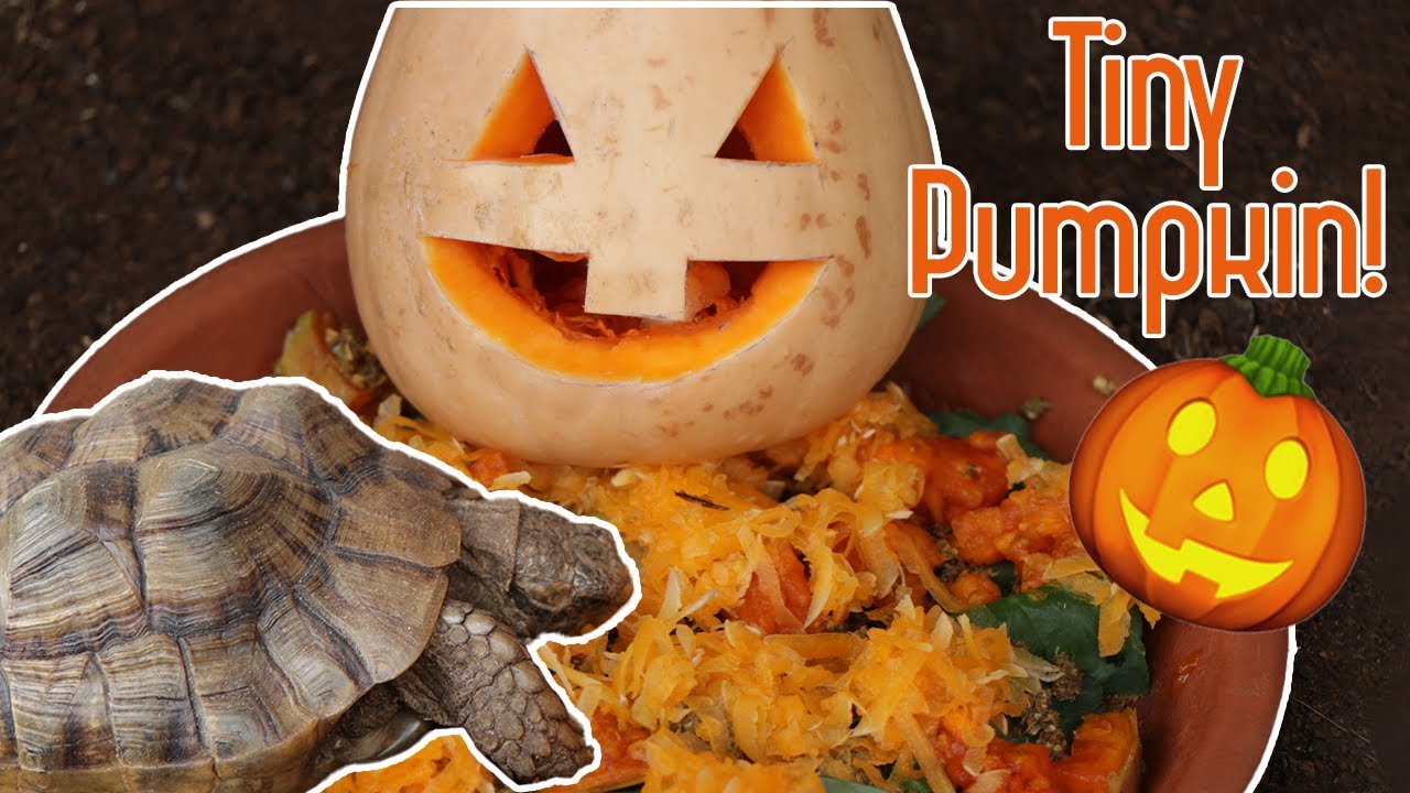 Carving a Tiny Pumpkin for my Tortoises | Halloween Special