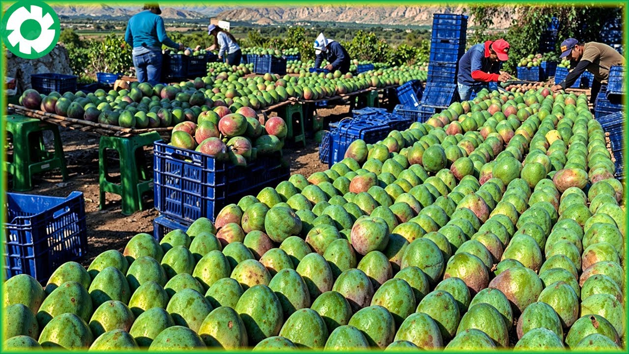 Transporting Tons of Mango This Way - Grows and Harvest Agricultural | Agriculture Technology