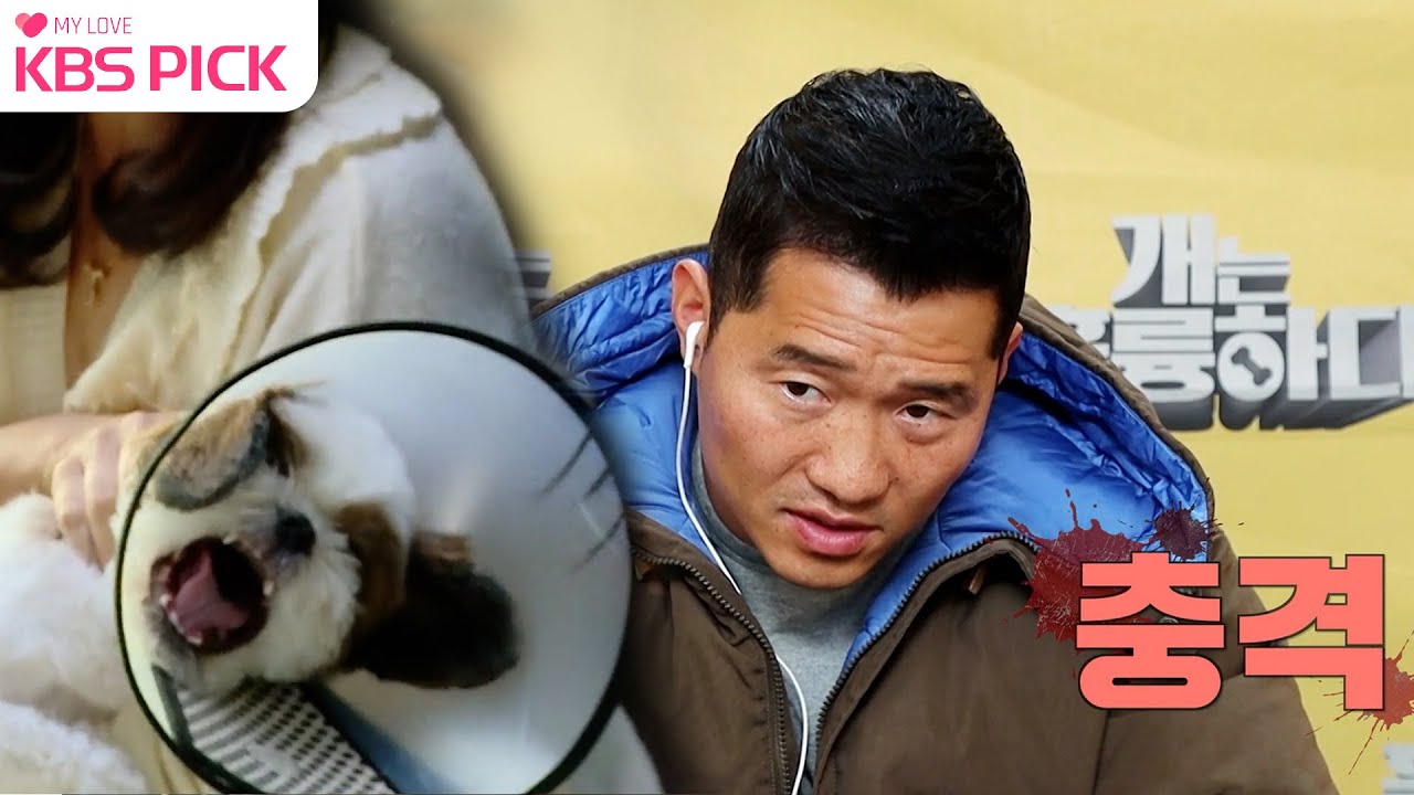 [#개는훌륭하다] 충격에 빠진 강훈련사! 스트레스 받으면 자기 꼬리를 물어버리는 시추 '둥이' 🐶ㅣKBS 221226 방송