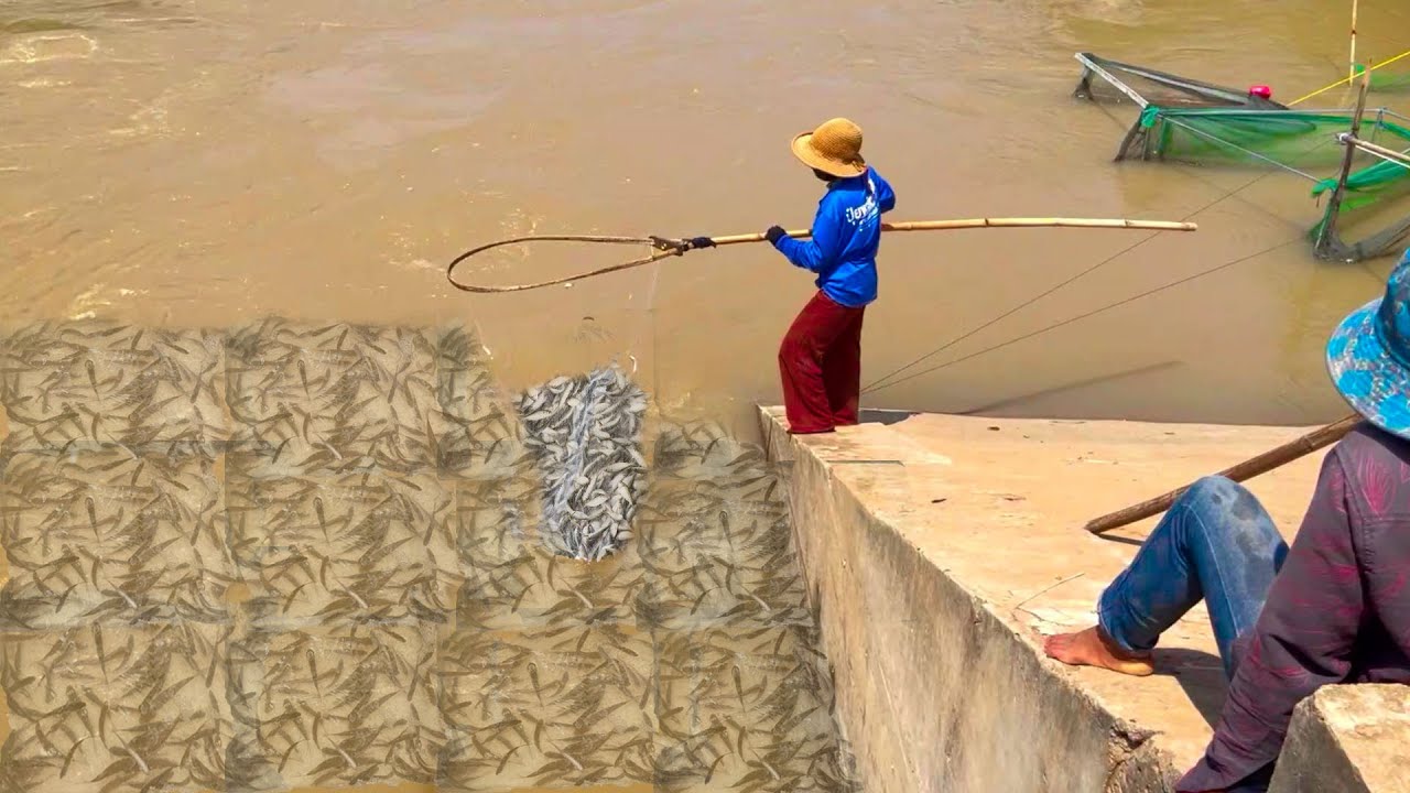 Real Life 100% Net Fishing In River At The Countryside.(Episode 43)