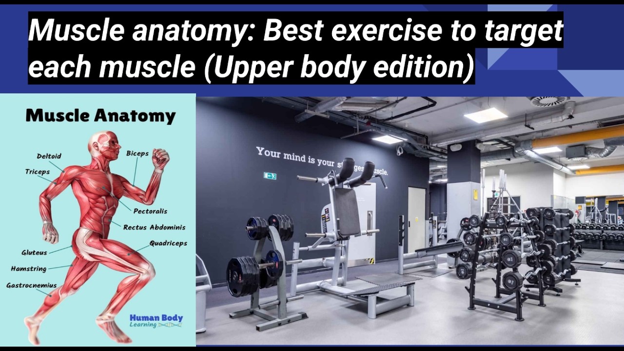 Best Exercises for each Muscle Group(Upper Body): Gym Anatomy