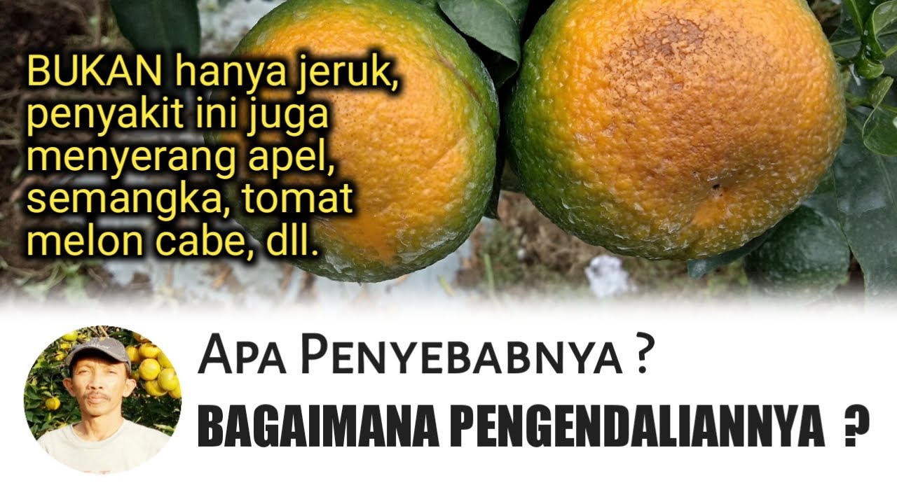 7 CARA MENGENDALIKAN KULIT BUAH TERBAKAR MATAHARI