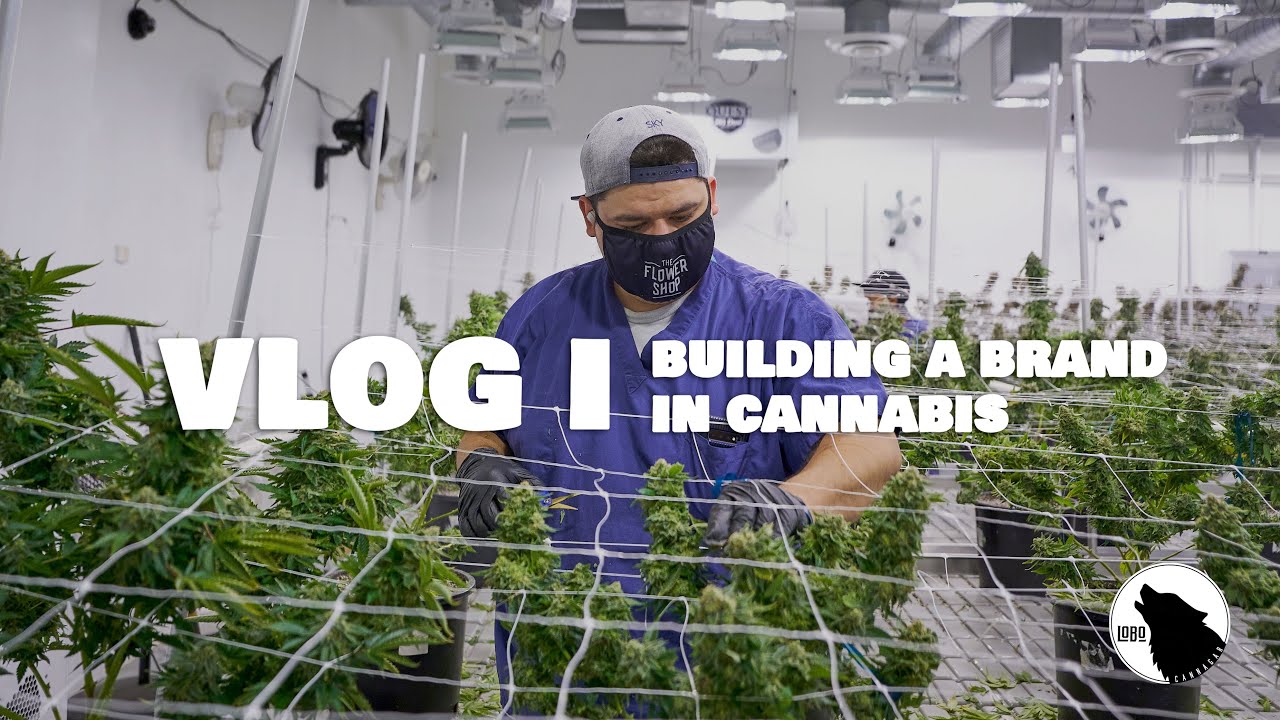 How to build a legal cannabis brand in 2020 // Lobo Cannagar Vlog 1 Launching  Arizona 🐺🌵