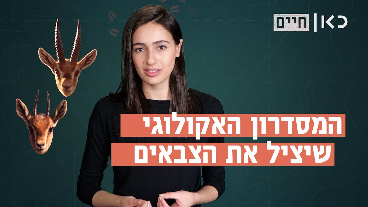 למה מסדרונות אקולוגיים כל כך חשובים עבור הצבאים בישראל? | כאן חיים
