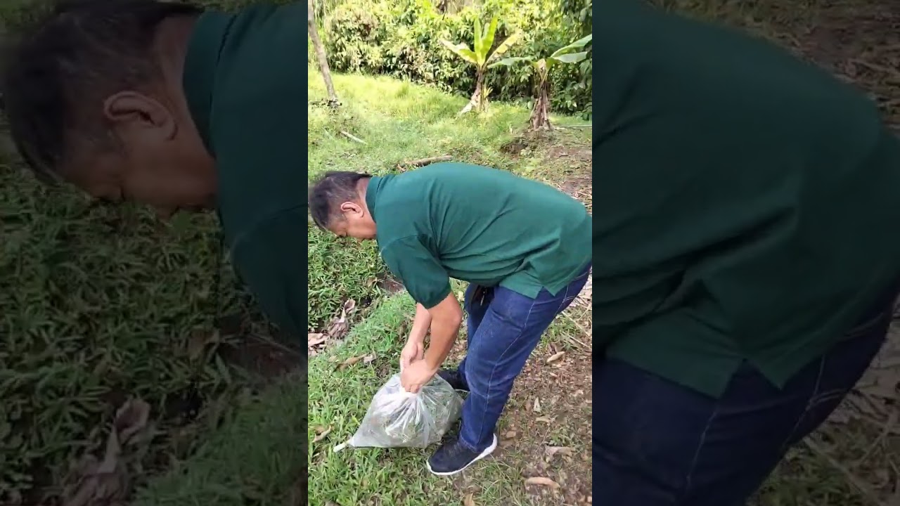 WEED SAMPLING | Mang Sebyo!