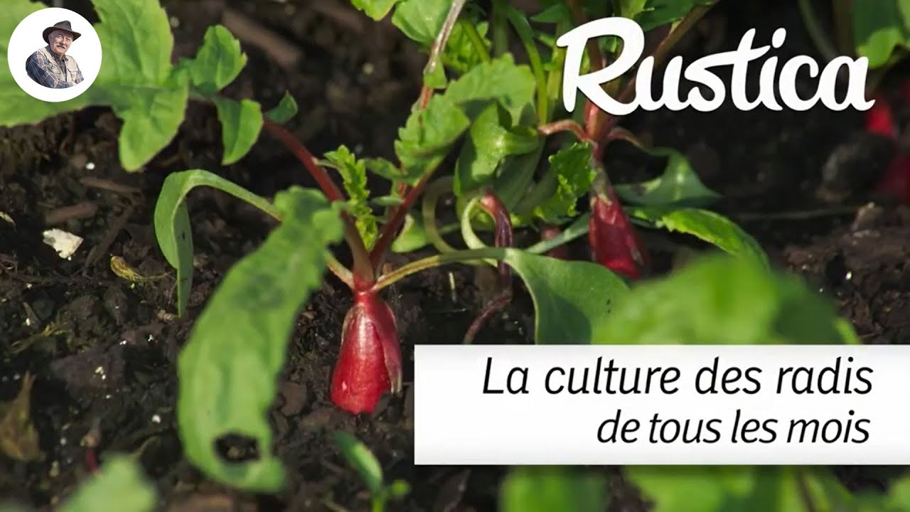 Des radis toute l’année !