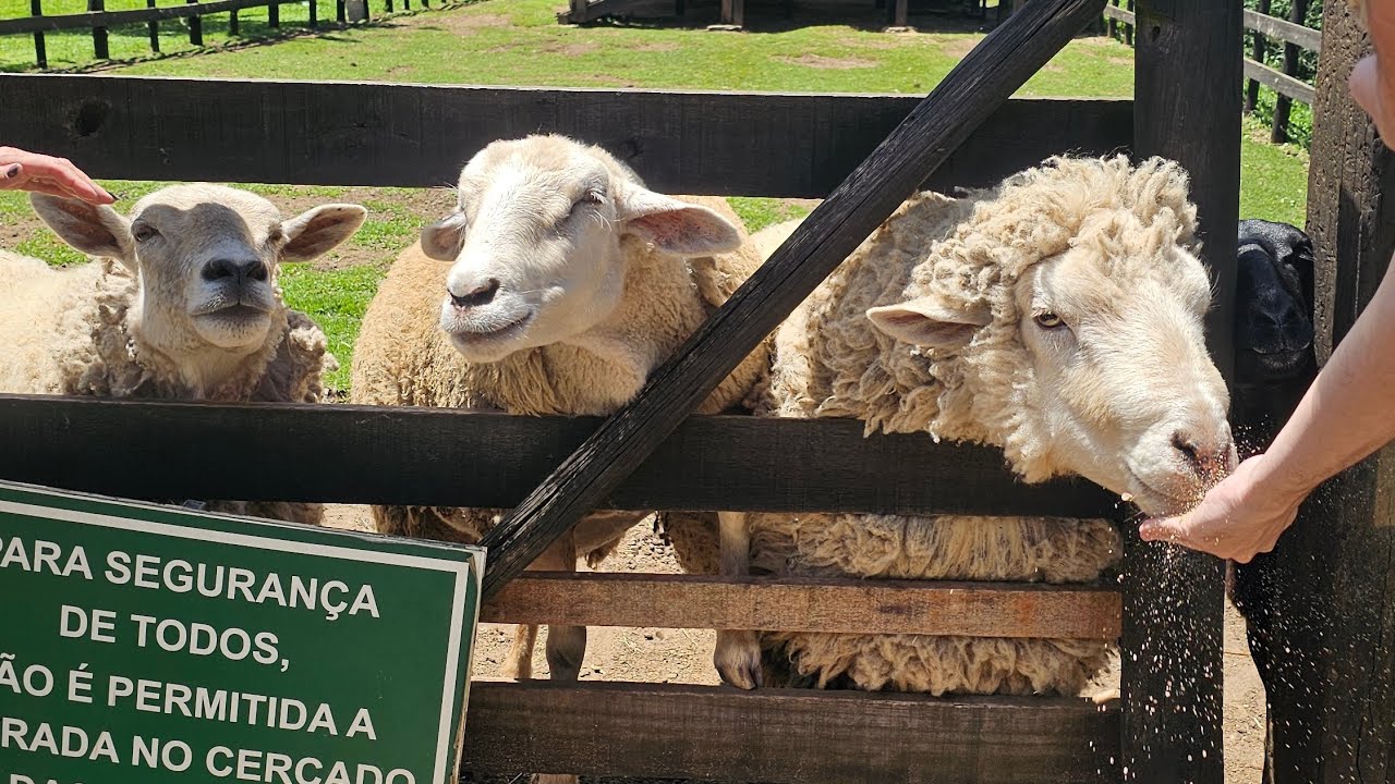 Parque da Lagoinha + Parque Floresta Encantada  - Campos do Jordão 