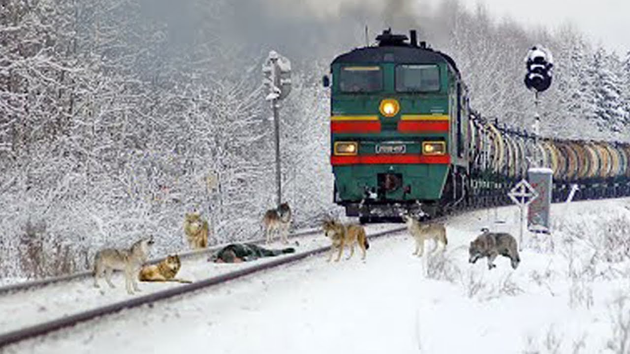 A wolf pack blocked the train, the driver was shocked when he found out the reason