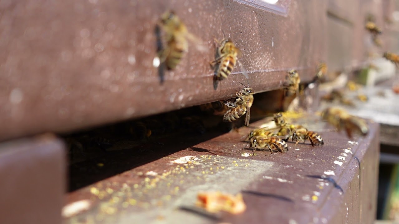 Bienen sammeln flei&szlig;ig im M&auml;rz Hasel-Pollen